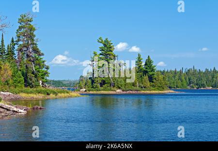 Majestic White Pines in the Wilds of Canada on Saganagons Lake Near the Falls Chain in Quetico Provincial Park in Ontario Stock Photo