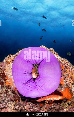 Closed Anemone in coral reef Stock Photo Alamy