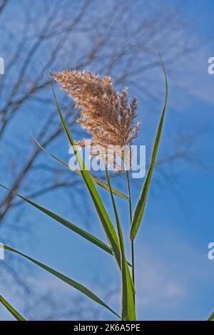 Indiangrass Against a Blue Sky in the Penny Road Pond Preserve in Illinois Stock Photo