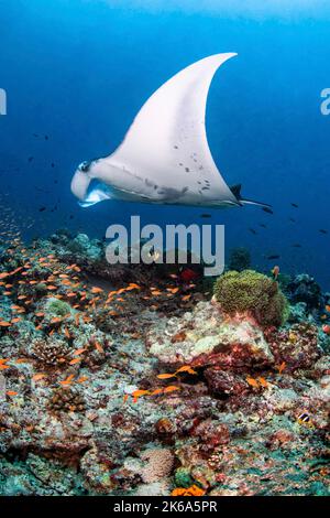 A reef manta ray (Mobula alfredi), hovers over a reef in the Maldives. Stock Photo