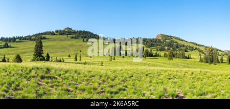 Peaceful sloping mountain meadow with luscious green grass and dispersed pine trees Stock Photo