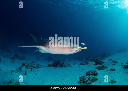 A nurse shark swims by with several pilot fish on it's nose, Maldives. Stock Photo