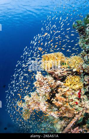 Abundant life schools around this coral reef in the Red Sea. Stock Photo