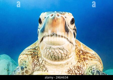 Close-up portrait of a giant green sea turtle, Red Sea. Stock Photo