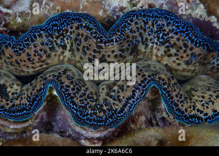 A colorful giant clam, Tridacna crocea, grows on a coral reef in Indonesia. This beautiful Indo-Pacific bivalve is also called a boring clam. Stock Photo
