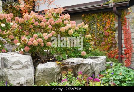 Hydrangea flowers that are white in the summer turn pink in the fall Stock Photo