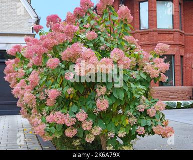 Hydrangea flowers that are white in the summer turn pink in the fall Stock Photo
