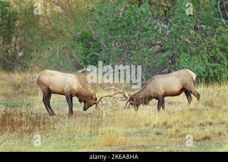 Two bull elk spar with each other during the elk rut in Montana. Stock Photo