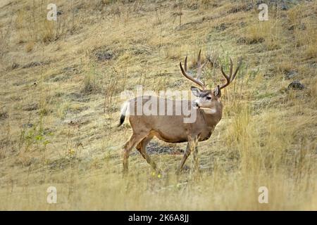 A male mule deer with antlers stands in the field in western Montana. Stock Photo