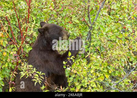 A female black bear is in the berry bushes eating berries in western Montana. Stock Photo