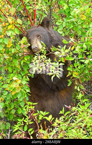 A female black bear is in the berry bushes eating berries in western Montana. Stock Photo