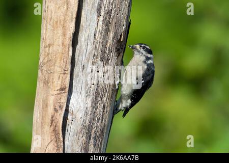 A male Downy woodpecker (Dryobates pubescens) feeding on suet at a dead tree stump in a garden in Nanaimo, British Columbia, Canada Stock Photo