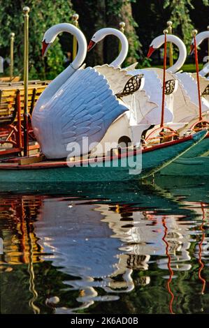 In the lagoon of the Boston Public Garden, the famous and historic Swan Boats carry passengers on a brief sightseeing voyage. Stock Photo