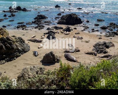 Pacific Ocean elephant seals come ashore to molt and give birth at Piedras Blancas Elephant Seal Rookery near San Simeon on the California Central Coa Stock Photo