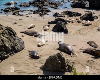 Pacific Ocean elephant seals come ashore to molt and give birth at Piedras Blancas Elephant Seal Rookery near San Simeon on the California Central Coa Stock Photo