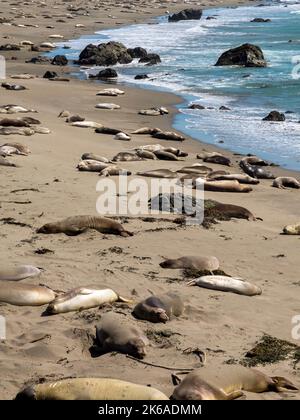 Pacific Ocean elephant seals come ashore to molt and give birth at Piedras Blancas Elephant Seal Rookery near San Simeon on the California Central Coa Stock Photo