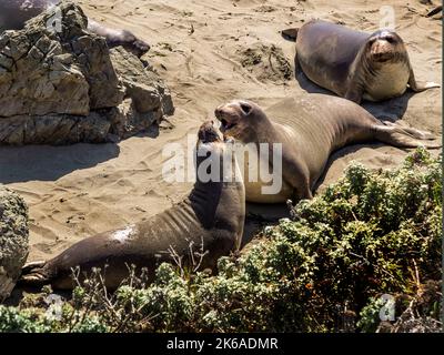 Pacific Ocean elephant seals come ashore to molt and give birth at Piedras Blancas Elephant Seal Rookery near San Simeon on the California Central Coa Stock Photo