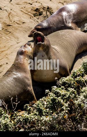 Pacific Ocean elephant seals come ashore to molt and give birth at Piedras Blancas Elephant Seal Rookery near San Simeon on the California Central Coa Stock Photo