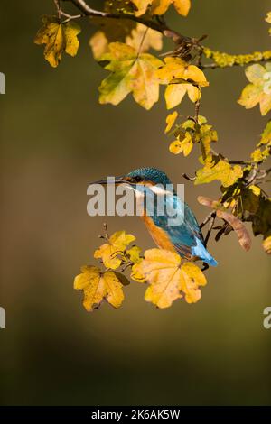 Common kingfisher Alcedo atthis, adult female perched on Field maple Acer campestre, twig in autumn colour, Suffolk, England, October Stock Photo