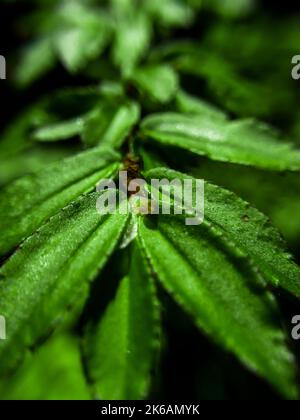 tropical leaves, abstract green leaves texture, nature background Stock Photo