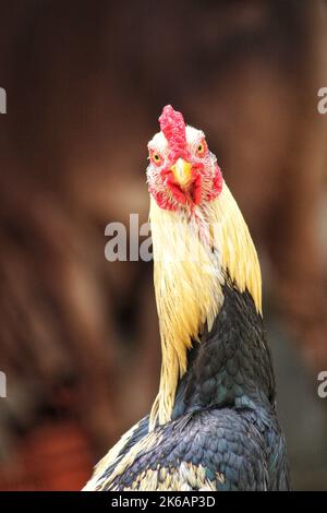 A vertical portrait of a funny rooster Stock Photo