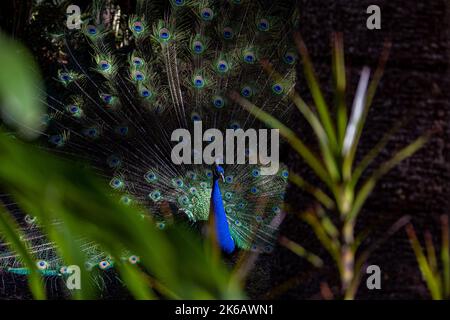 Dark photo of Peacock in the forest with a loose tail Stock Photo