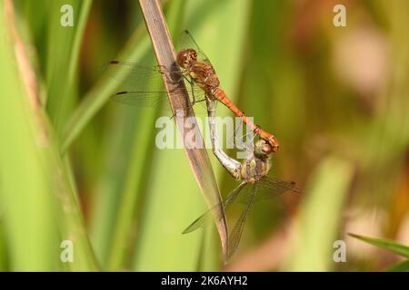 Common Darter Dragonflies mating on a reed frond by the edge of a pond. Hampstead Heath, London, England, UK. Stock Photo