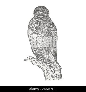 Predatory bird sitting on a log. Hand drawn with pen and ink outlines.  Sketch of bird in vintage style. Vector illustration. Stock Vector