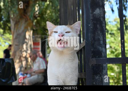 Portrait of a stay white cat. The cat is showing the teeth. The animal is looking into the camera. There are defocused people on the background. Stock Photo
