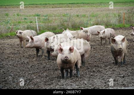 Small scale pig farm with adult animals kept free. The animal are running freely enjoying the outdoor. Stock Photo