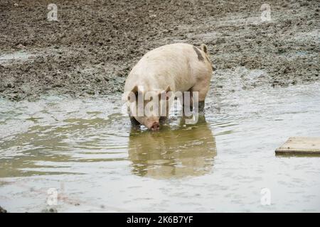 Adult pig animal standing in a muddy puddle and drinking from it. Cutout from a small scale pig farm with animals kept free outdoors. Stock Photo