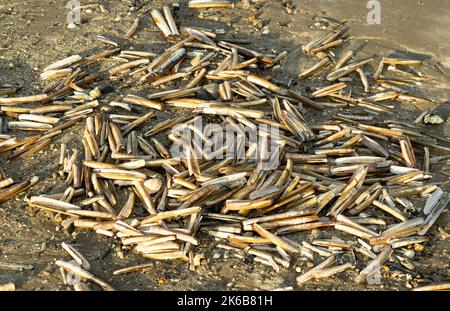 The tide line is littered with the empty shells of Razor Shell bivalves. Autumn and winter storms mean many marine bivalves and molluscs are stranded Stock Photo