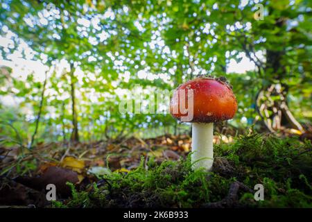 single young Amanita muscaria on a bed of moss Stock Photo