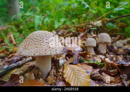 closeup of young grey amanitas in the forest Stock Photo