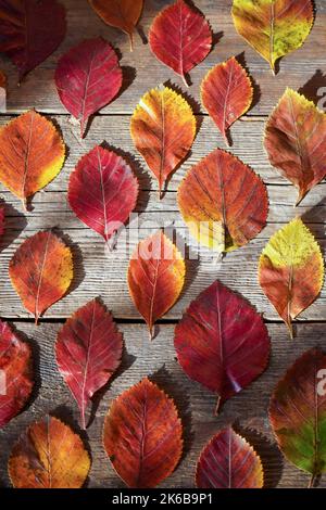 Autumn background. Red, orange leaves from trees on a wooden background. Alder leaf. Stock Photo