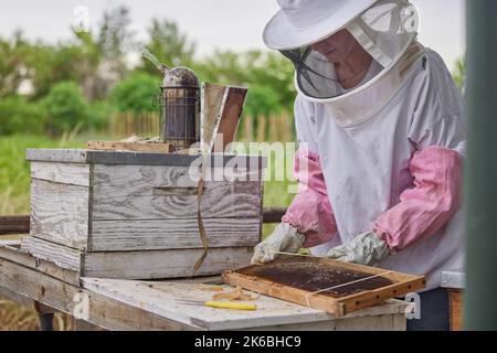 As busy as a bee. a woman working with a hive frame on a farm. Stock Photo