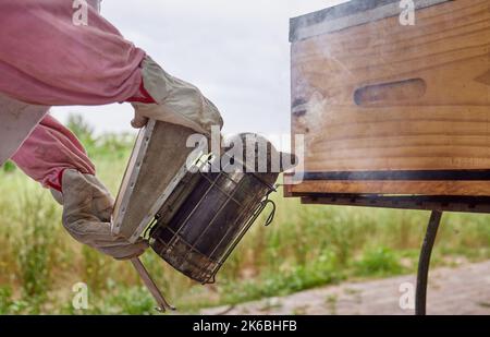 The calm before the swarm. a beekeeper using a bee smoker while working on a farm. Stock Photo