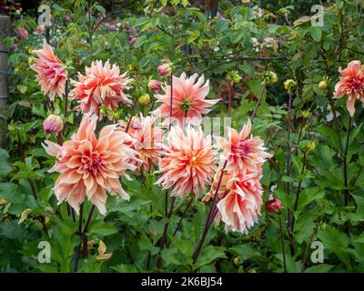 Chenies Manor Garden Dahlias in October. Dahlia 'Labyrinth', a stunning light salmon pink decorative variety with tall stemms and large blooms. Stock Photo