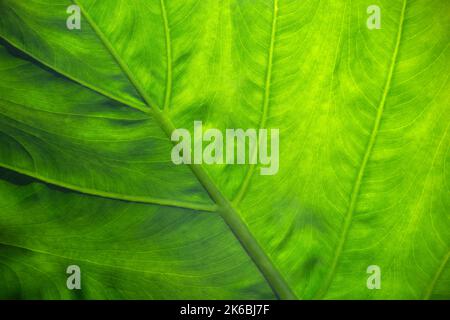 Macro shot of back side of green tropical leaf in front of sunlight Stock Photo