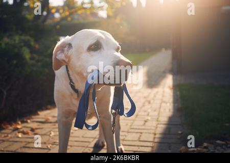 Dog waiting for walk. Old labrador retriever holding leash in mouth on sidewalk in front of house. Stock Photo