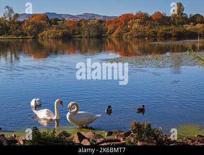 Duddingston, Edinburgh, Scotland. UK. 13th October 2022. Autumn colour foliage and the Pentland Hills in the background of Duddingston Loch with Mute Swans (Cygnus Olor) and Mallard Ducks in foreground on a sunny cool morning which began at 4 degrees centigrade at sunrise and increased to 12  degrees by late morning. Credit: Arch White/alamy live news Stock Photo