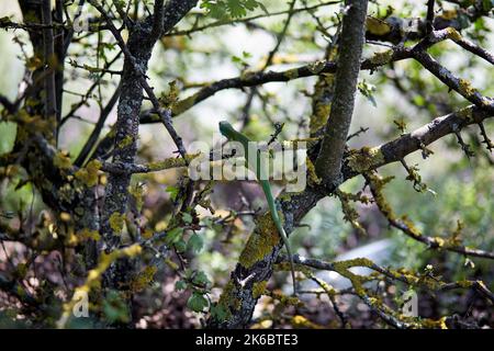 Lizard on a tree branch with long tail spread paws. Back view. Stock Photo