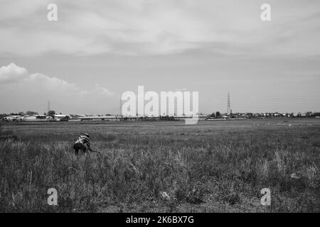 Monochrome photo, A man is hoeing a large meadow in the Cikancung area Stock Photo