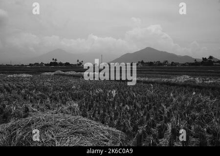 Harvested grain, view of rice fields and haystacks that have been harvested, Cikancung - Indonesia Stock Photo