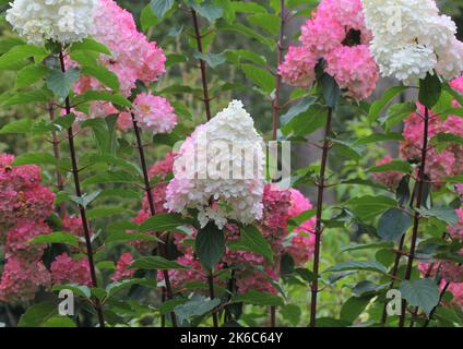 Hydrangea Paniculata Vanille Fraise Renhy blooms Stock Photo