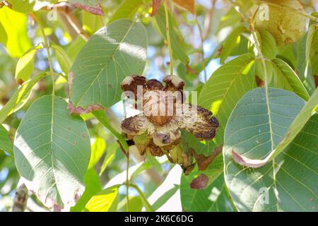 Fruits of a walnut, Little walnuts on the walnut tree, Fruits of walnut on a tree branch Stock Photo
