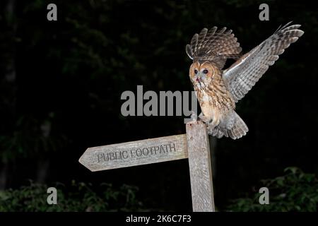 Tawny Owl-Strix aluco feeds on mouse. Stock Photo