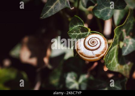 Single snail shell, on ivy, hedera helix, under the warm autumn sun Stock Photo