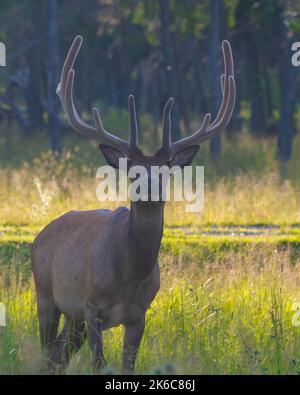 Bull male walking in the field with a blur forest background in its environment and habitat surrounding, displaying antlers and brown coat fur. Stock Photo