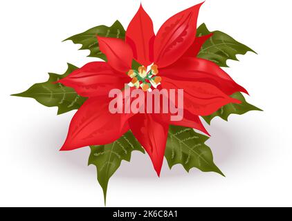 Beautiful realistic poinsettia. Euphorbia pulcherrima, traditional Christmas flower. Bright red Bethlehem Star spurge plant with green leaves Stock Vector